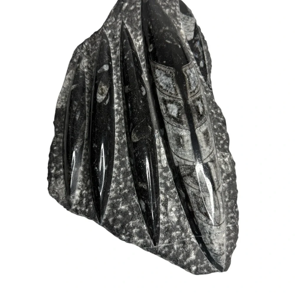 Orthoceras Fossil Sculpture Specimen Plate Plaque Squid Polished 5+ Pound Gem